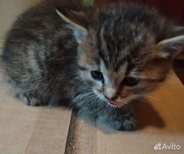 Кошка в дар бесплатно