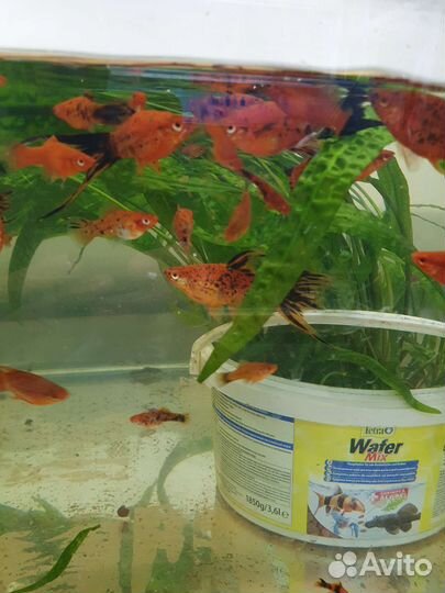 Аквариумные рыбки