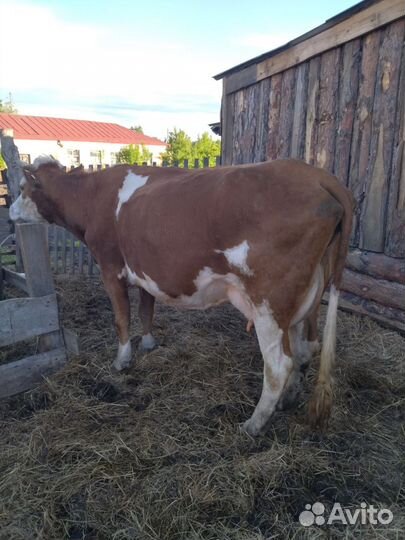 Продам коров