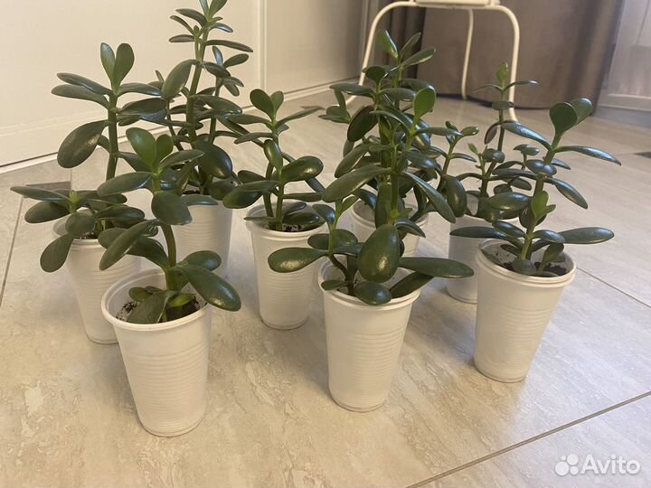 Толстянка,крассула,денежное дерево