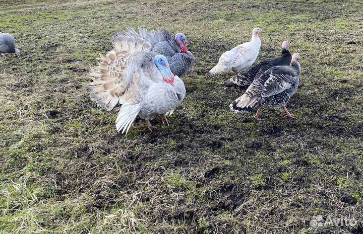 Инкубационное яйцо индейки