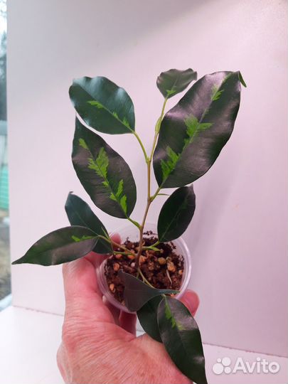 Комнатные, разные