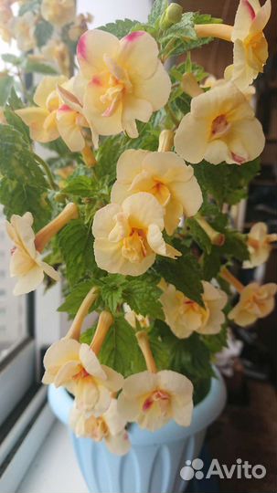 Ахименесы цветущие