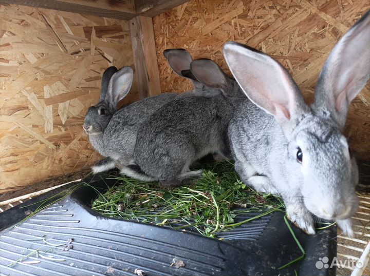 Хрюшки и кролики