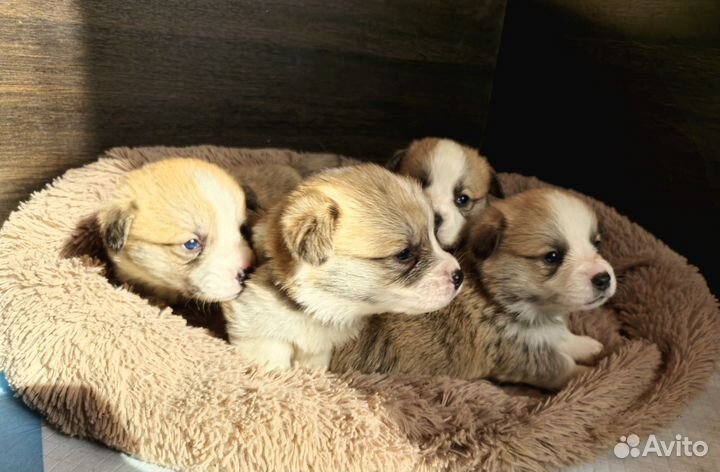 Щенки вельш-корги пемброк