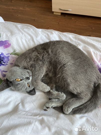 Кошка британка