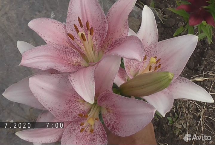 Лилии луковицы