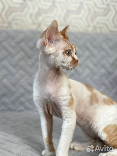 Котята Девон Рекс