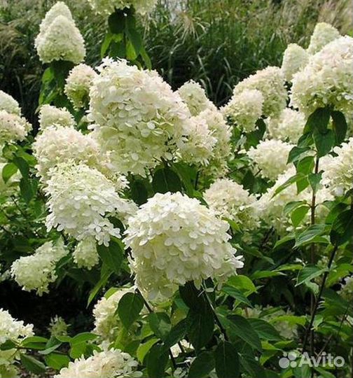 Метельчатая гортензия Limelight 5 лет