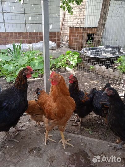 Молодые петухи