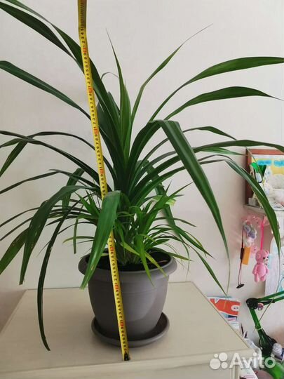 Пальма панданус