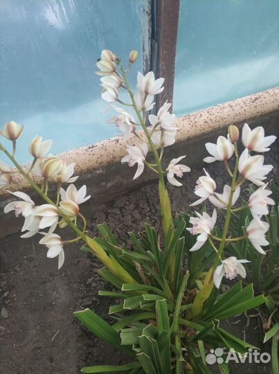 Орхидея цимбидиум