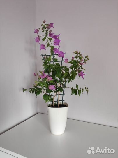 Бугенвиллия