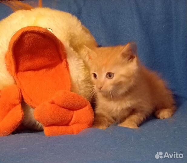 Котята мейн-кун метис