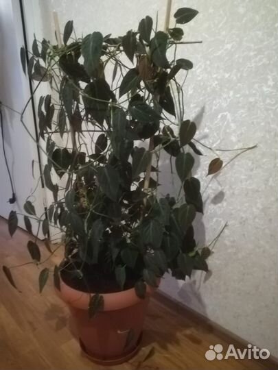 Филодендрон