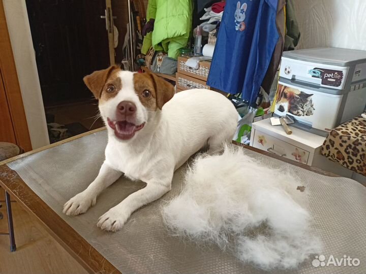 Груминг собак, кошек и кроликов