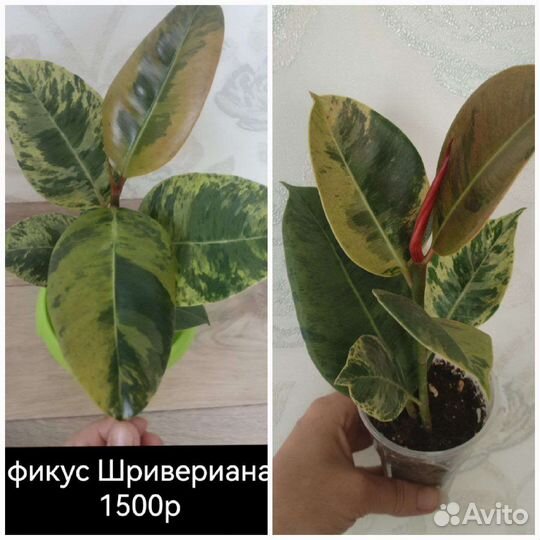 Многолетники, комнатные цветы