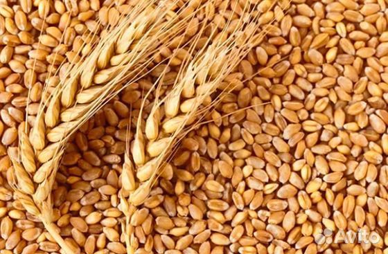Продам пшеницу объявление продам