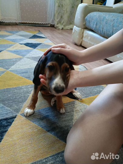 Бигль помесь