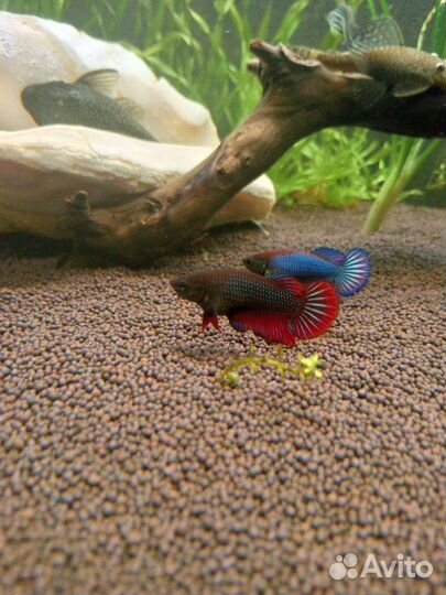 Рыбка петушок самка