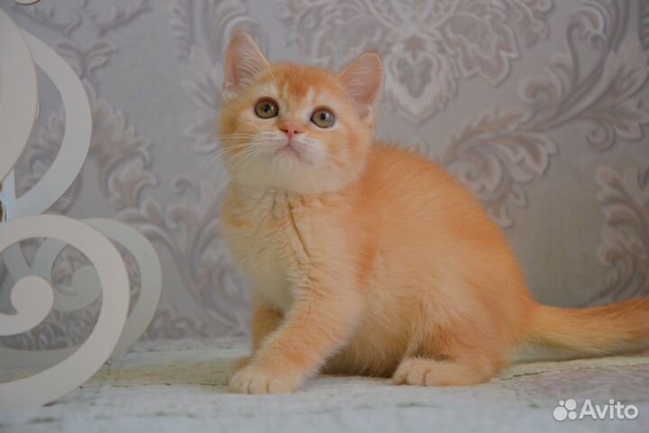 Шотландские котята