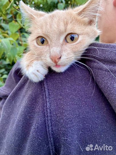 Рыжий котенок мальчик Пряник