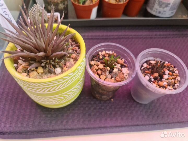 Суккуленты для начинающих