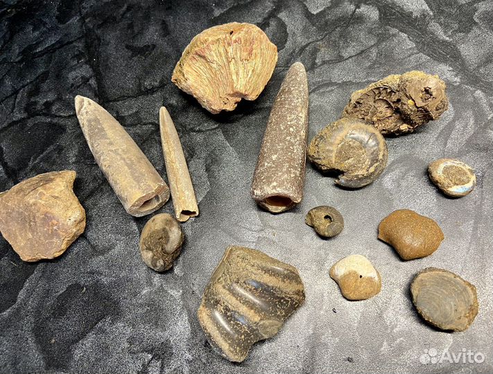 Древние окаменелости