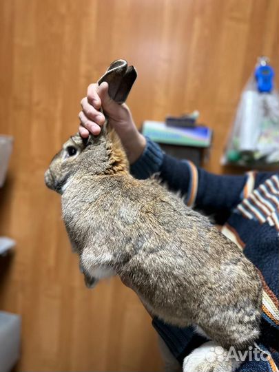 Кролики мясных пород, рексы и другие породы