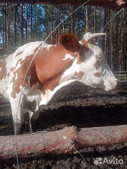 Животные коровы бык