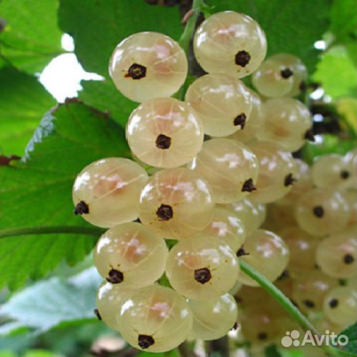 Смородина белая и чёрная