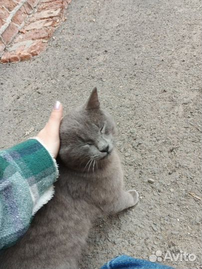 Серый кот в добрые руки