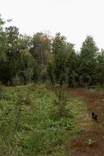 Дом 54 м² на участке 50 сот.