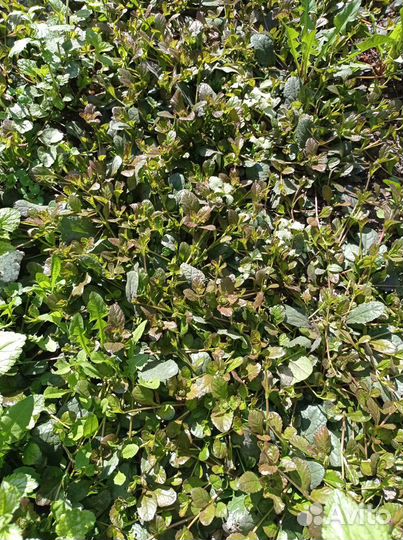 Яснотка и живучка пурпурная почвопокровная многол