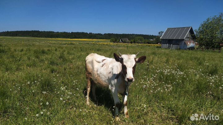 Телочка айширская