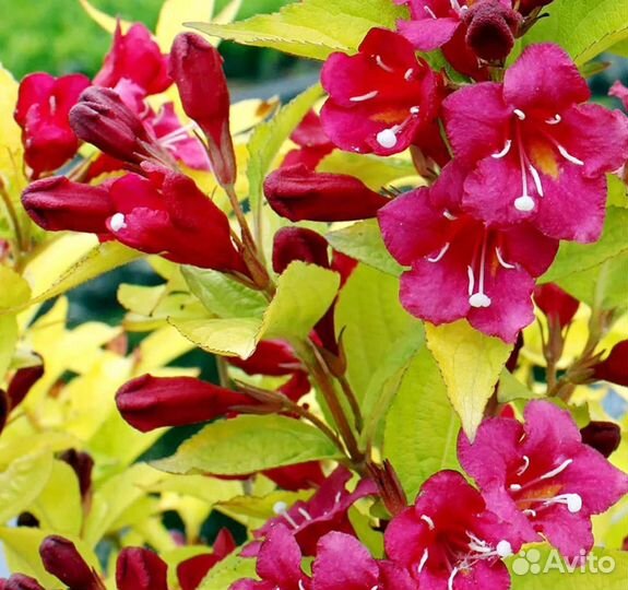 Вейгела Олимпиада