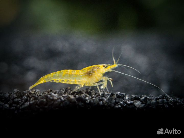 Креветки аквариумные