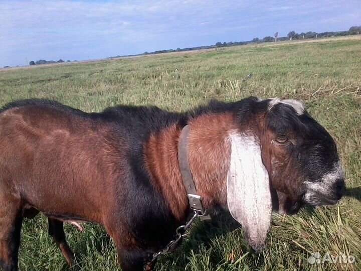 Нубийский козел