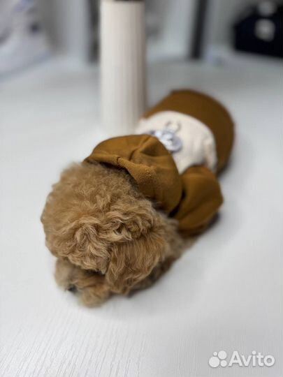 Тедди мальтипу F1 корея и китай