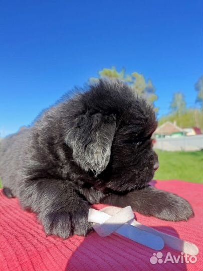 Щенки ньюфаундленда