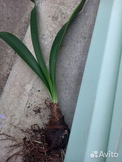 Цветы домашние в горшках