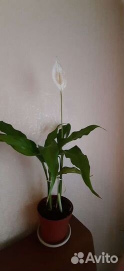 Спатифиллум и драцена, мята комнатные цветы