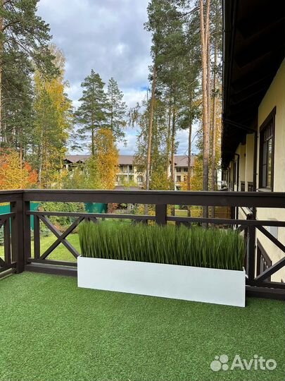 Осока,трава в кашпо, премиум-качество