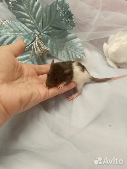 Крыса.крысята Дамбо. крыски клетки