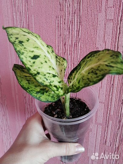 Диффенбахия эми