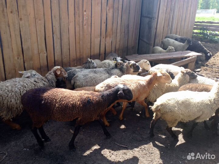 Овцы бараны ягнята
