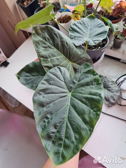 Алоказия Регал Шилдс (взрослое)