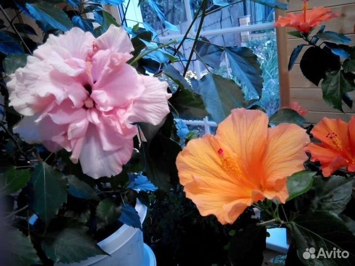 Гибискус розовый махровый