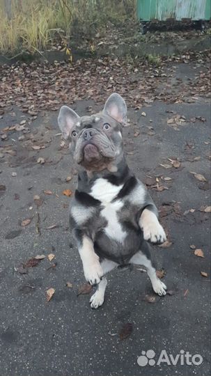 Вязка собак