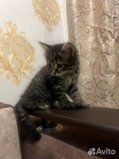 Котята в добрые руки приучены к лотку